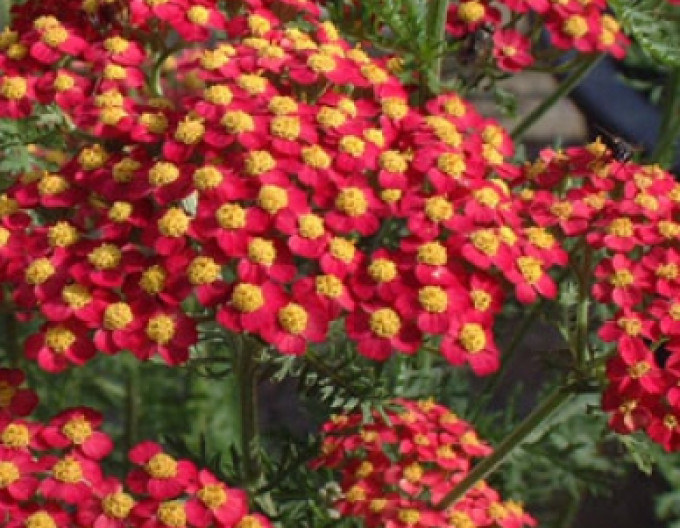Rebríček obyčajný ´Paprika´ 1l