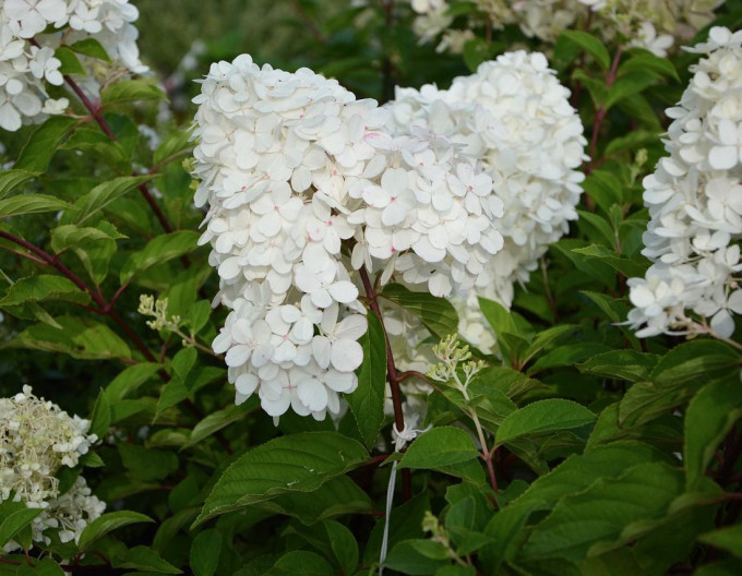 Hortenzie Grandiflora