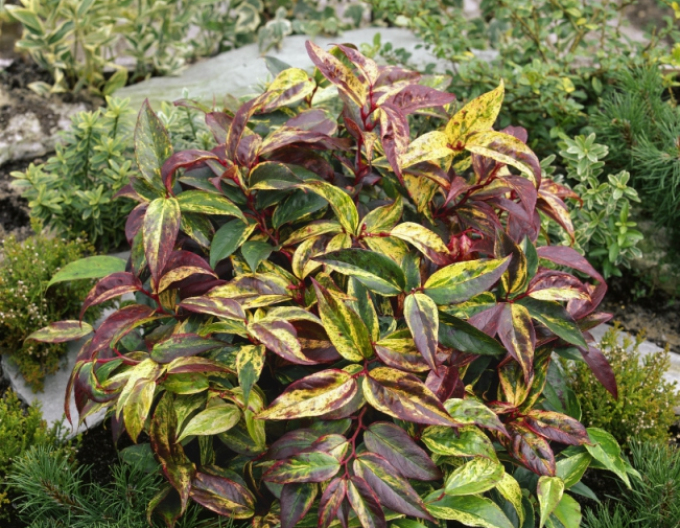 Leukote fontanesiana RAINBOW