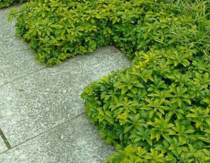Pachysandra  ´GREEN CARPET´