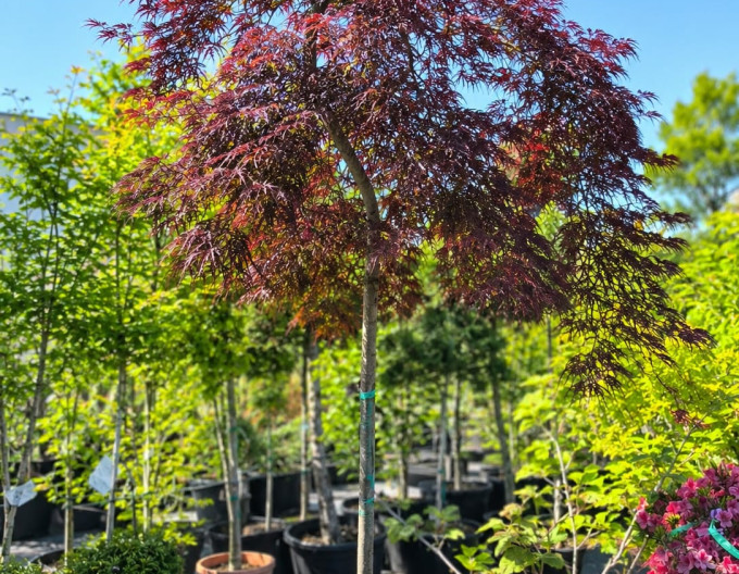 Javor Atropurpureum na kmínku