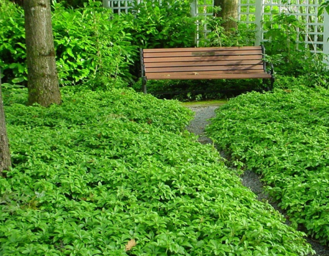 Pachysandra  ´GREEN CARPET´