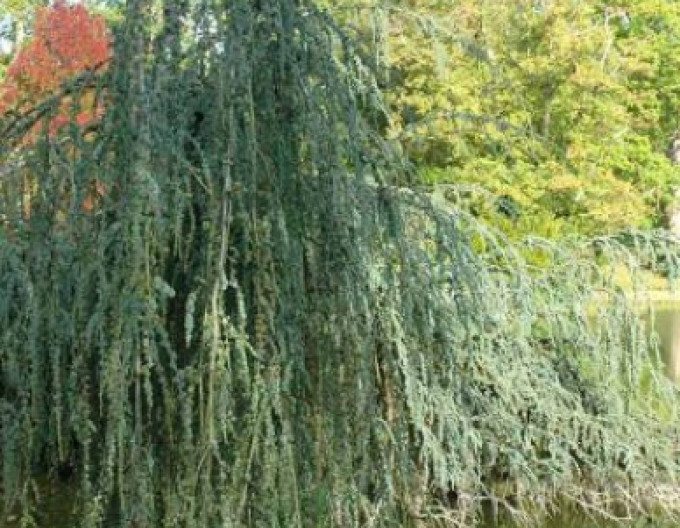 Cedr atlantský Glauca Pendula 150/170cm