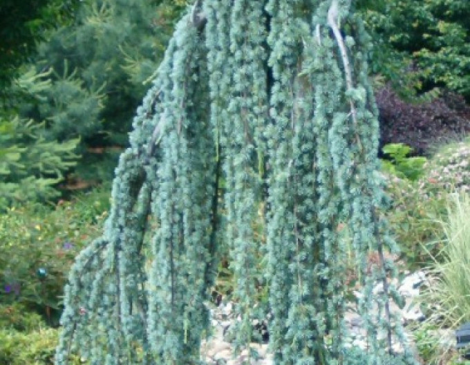 Cedr atlantský Glauca Pendula 150/170cm