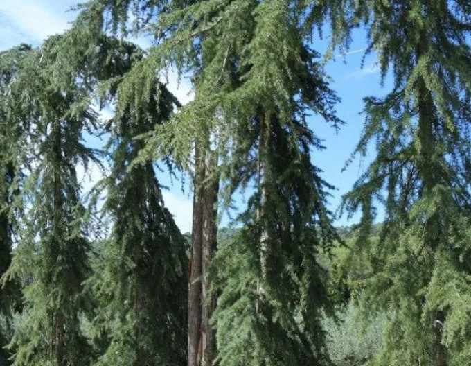 Himálajský cedr ´Pendula´ 150/170cm