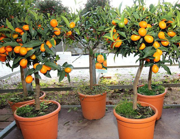 Citroník  - pomeranč 80cm