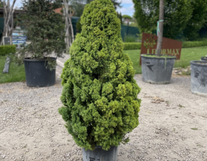 Smrk bílý ´Albertiana´ 80/100cm