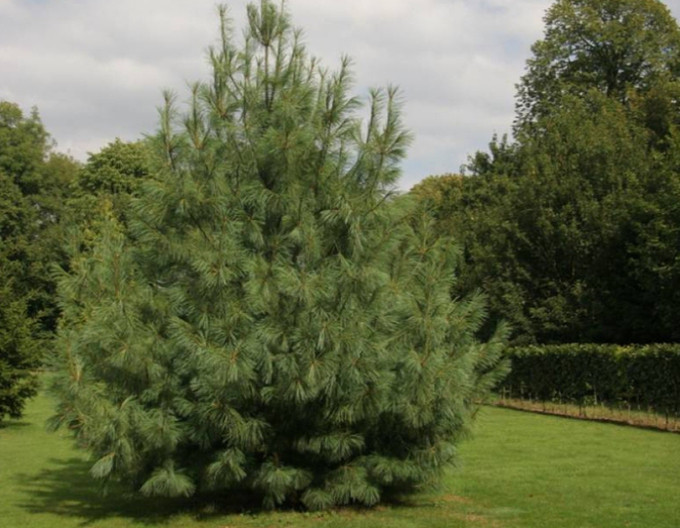 Himálajská borovice 170/200cm