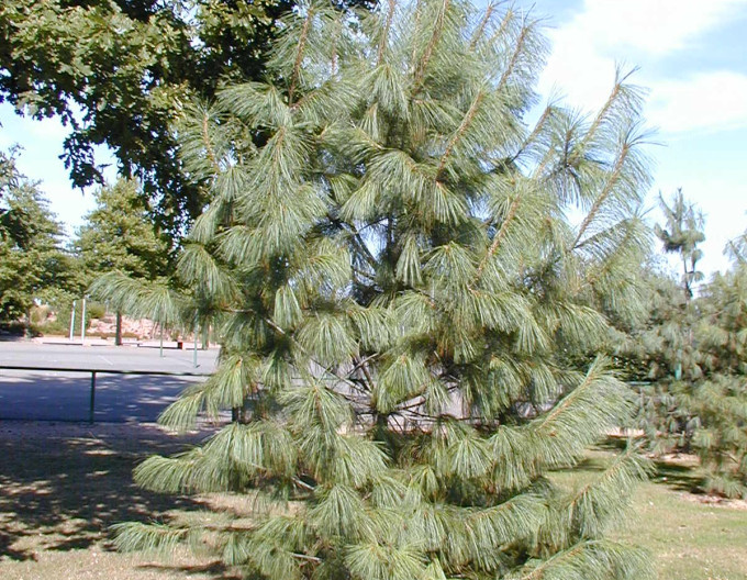 Himálajská borovice 170/200cm