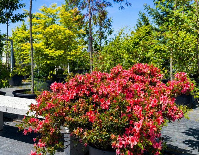 Azalea japonica Perla del Lago