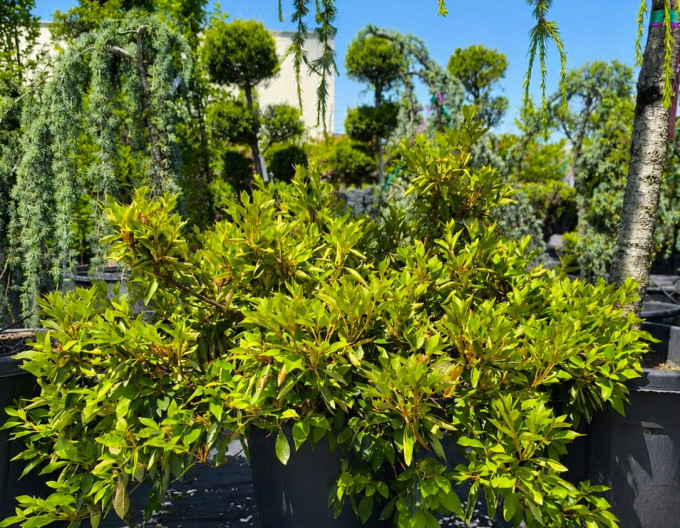 Azalea japonica Phoenicia