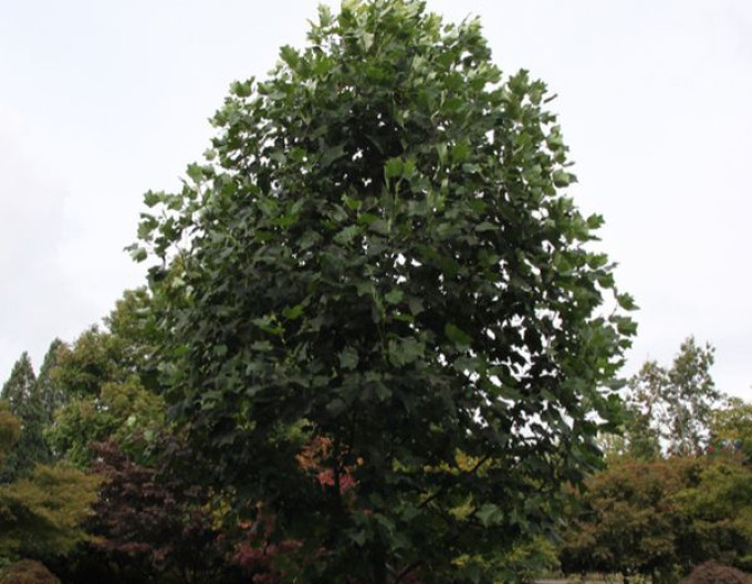Liliovník tulipánokvětý na kmínku 150cm