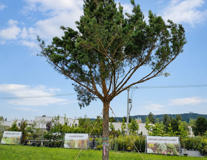 Borovice lesní ´Nórska´ na kmínku