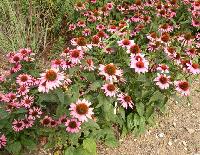 Třapatkovka nachová ´Feeling Pink´