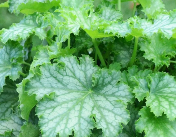 Dlužicha Lime Swizzle