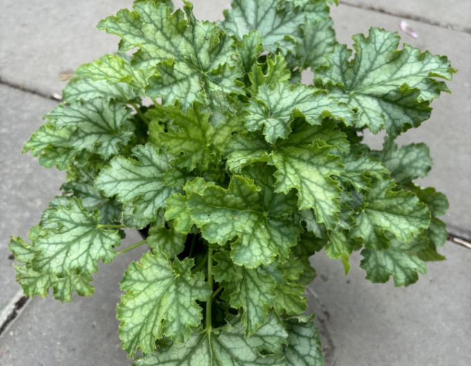 Dlužicha Lime Swizzle