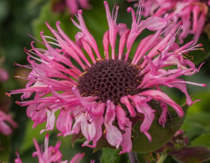 Zavinutka  ´Bee-Lieve´