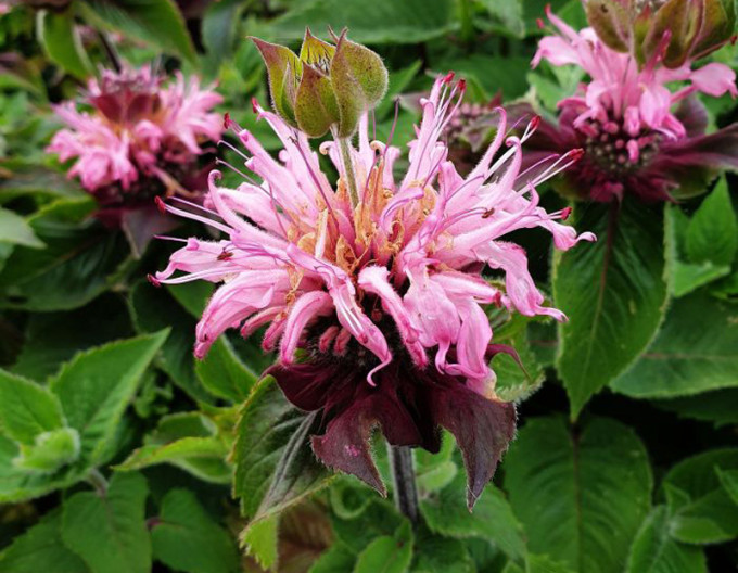 Zavinutka  ´Bee-Lieve´