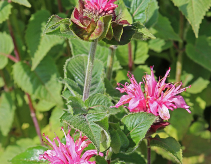 Zavinutka  ´Bee-Lieve´