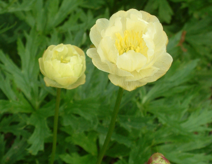 Upolín ´Alabaster´