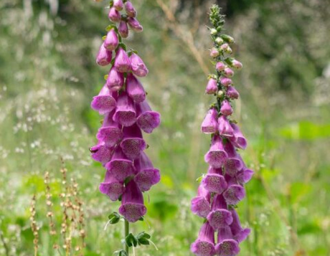 Náprstník Pollux Purple