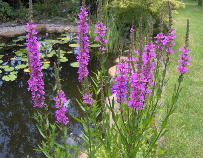 Kyprej  vrbice  ´Pink´