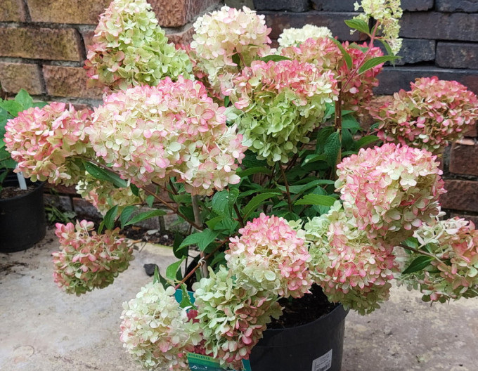 Hortenzie Petite Flori