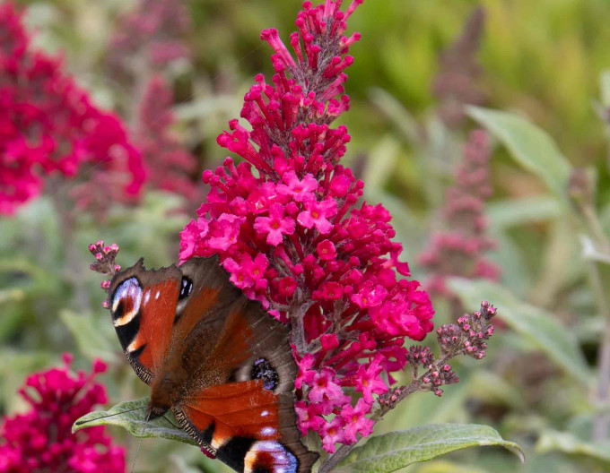 Motýlí keř, Komule Davidova ´Butterfly Candy Little Ruby´ trpasličí