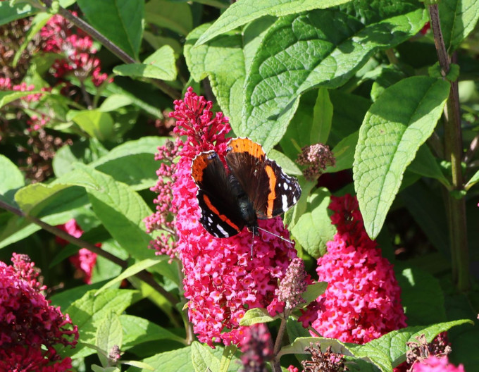 Motýlí keř, Komule Davidova ´Butterfly Candy Little Ruby´ trpasličí