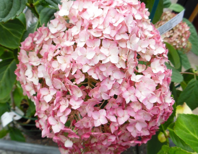 Hortenzie Anabelle 2l