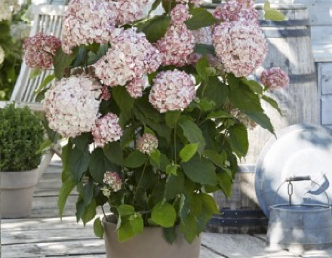Hortenzie Candybelle Bubblegum 2l