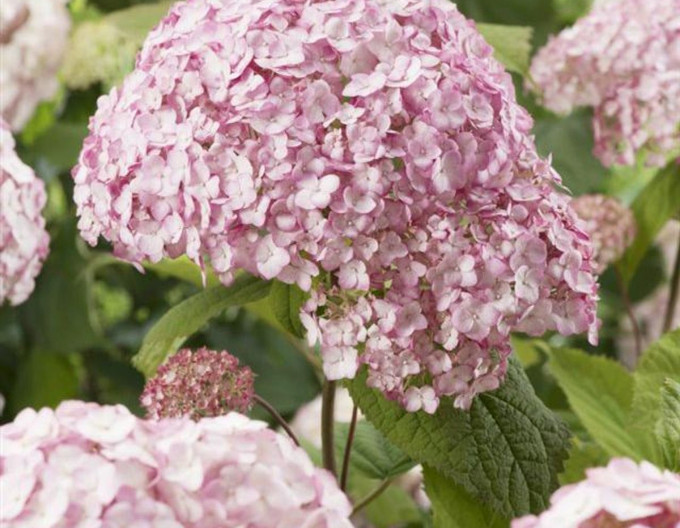 Hortenzie Candybelle Bubblegum 2l