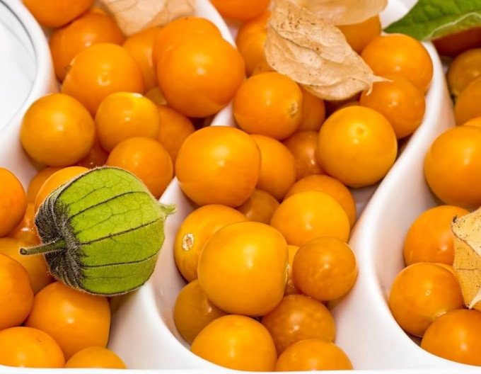 Peruánská muchomůrka (Mochyňa – Physalis peruviana) ’Little Buddha’