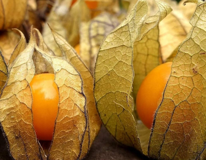 Peruánská muchomůrka (Mochyňa – Physalis peruviana) ’Little Buddha’