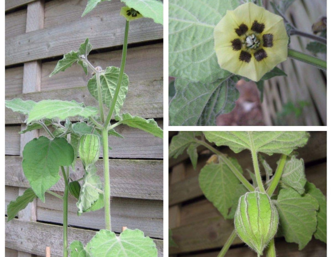 Peruánská muchomůrka (Mochyňa – Physalis peruviana) ’Little Buddha’