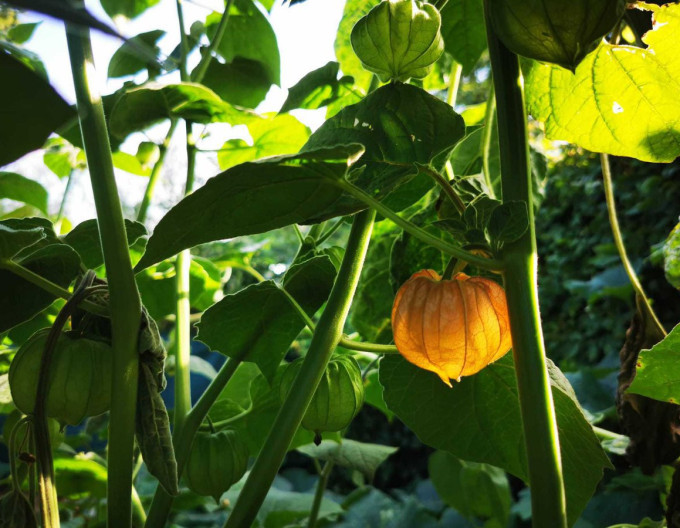 Peruánská muchomůrka (Mochyňa – Physalis peruviana) ’Little Buddha’