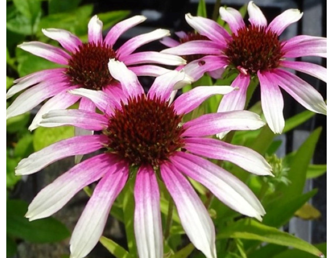 Echinacea  Fountain „Pink Eye“