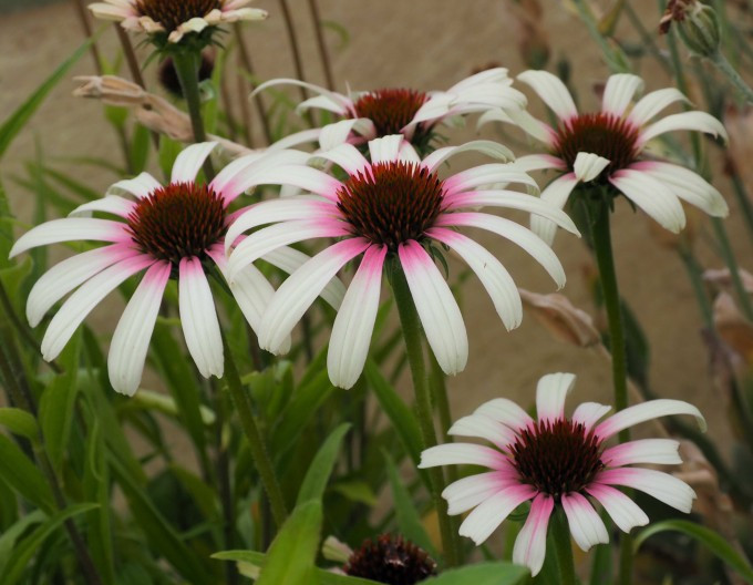 Echinacea  Fountain „Pink Eye“