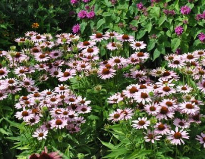 Echinacea  Fountain „Pink Eye“