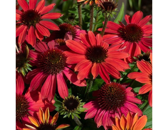 Echinacea  „Vintage Ruby“