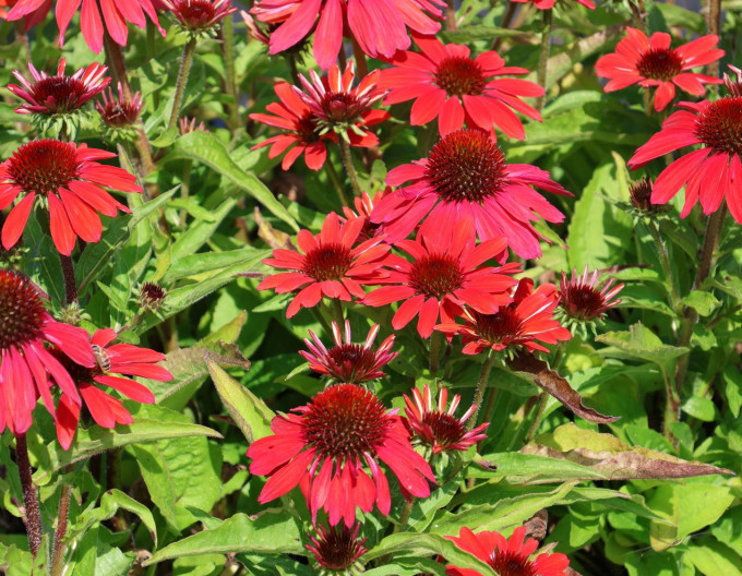 Echinacea  „Vintage Ruby“
