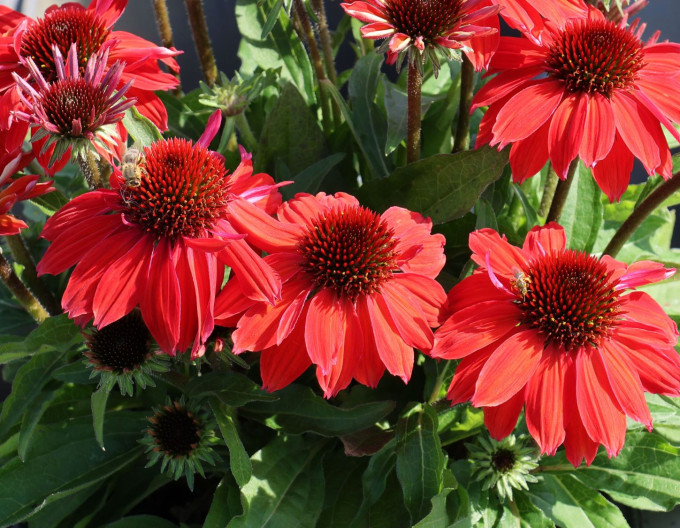 Echinacea  „Vintage Ruby“