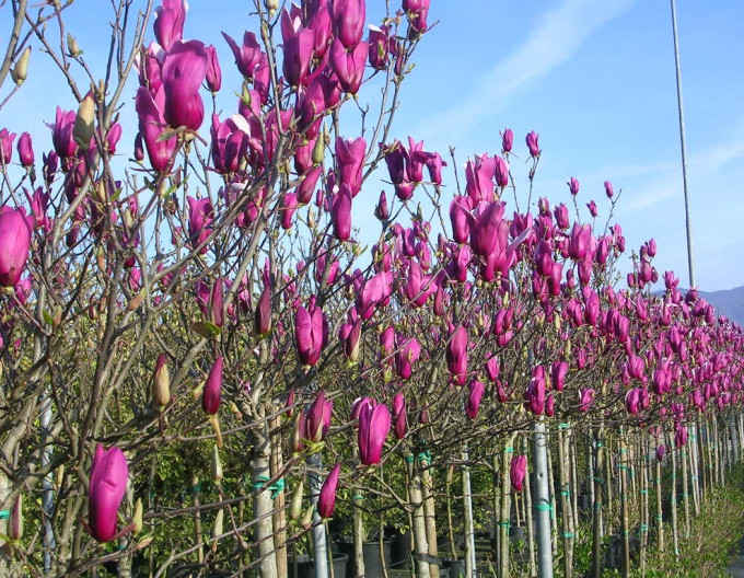 Magnolia lilyflower Nigra
