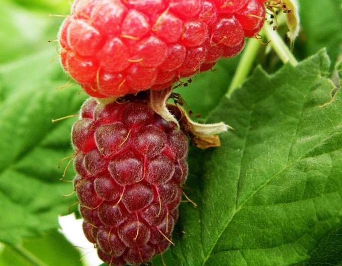 Malinočernica „Loganberry“