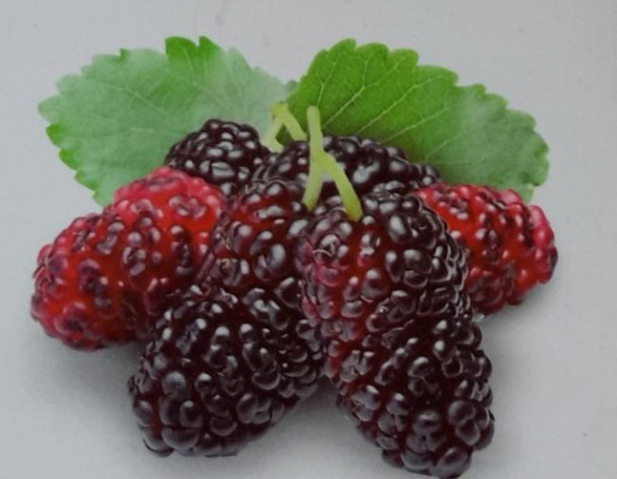 Malinočernica „Loganberry“