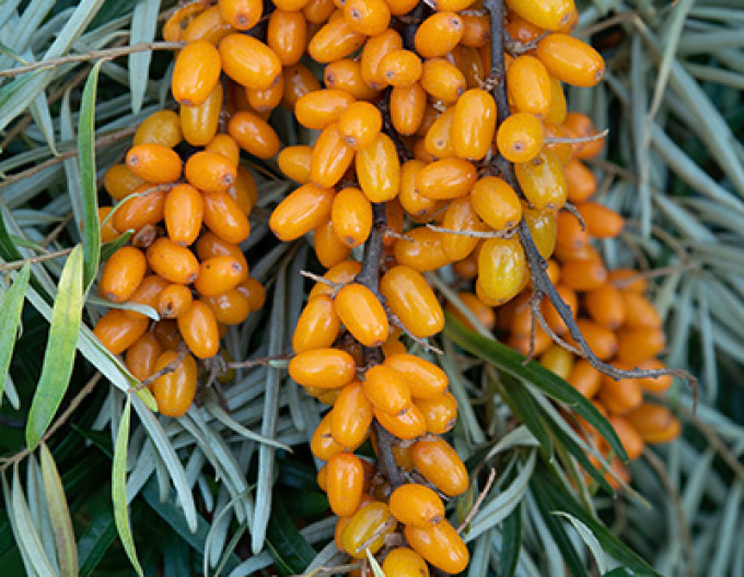 Rakytník řešetlákový samičí ´Botanica´