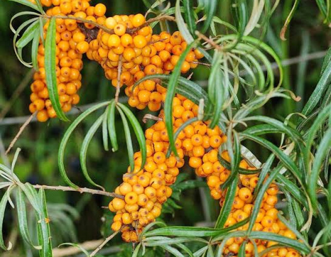 Rakytník řešetlákový samičí ´Botanica´