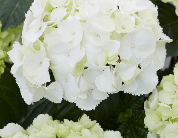 Hortenzie velkolistá „Snowball“ 2l