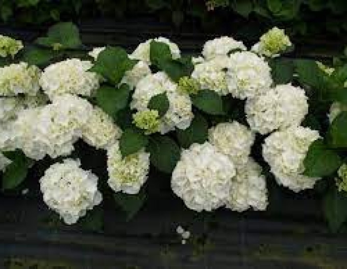 Hortenzie velkolistá „Snowball“ 2l