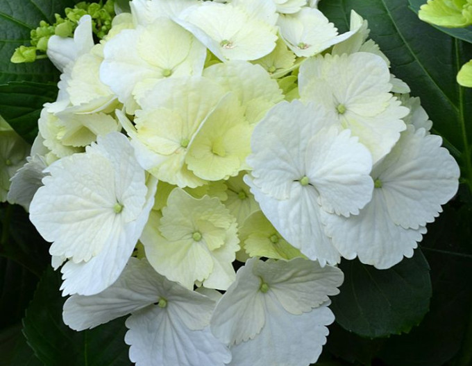 Hortenzie velkolistá „Snowball“ 2l